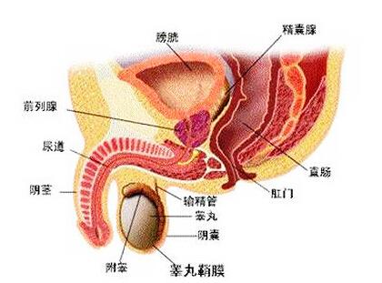 前列腺炎的魔咒,谁来帮您解开呢