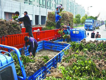 浙江萧山新街苗木销售火爆每天能卖200万元