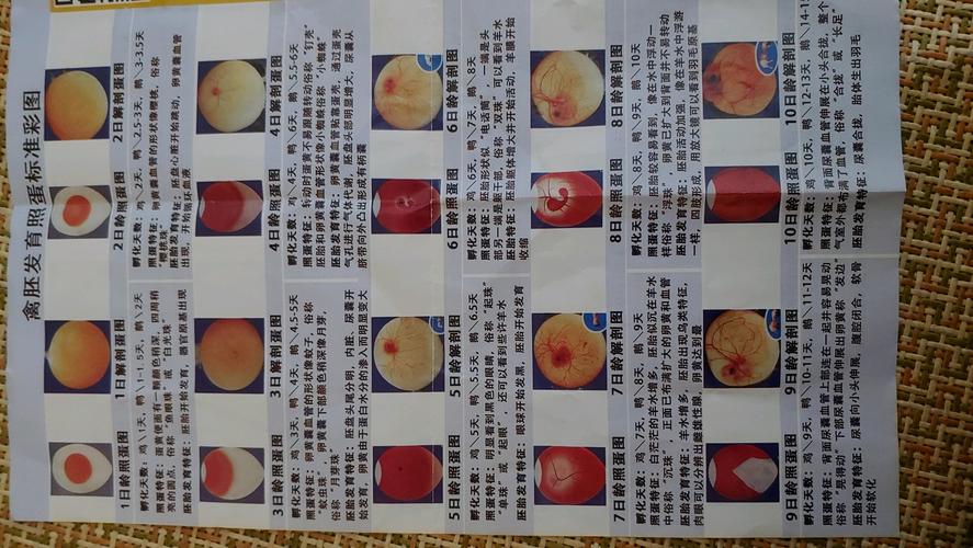 玄凤100出壳率孵化记录