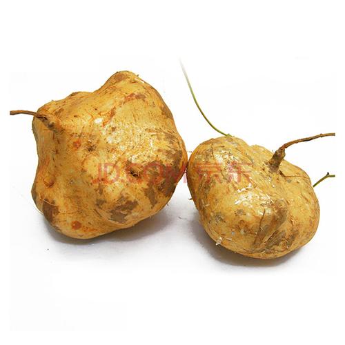 新鲜凉薯白地瓜地萝卜沙葛土瓜生鲜蔬菜45kg