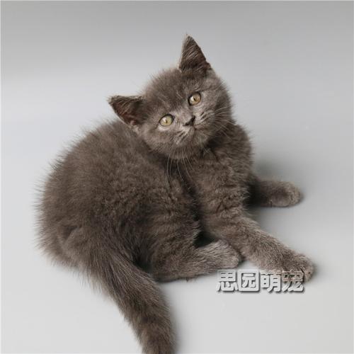 出售英短蓝猫宠物猫英短幼猫纯种英短蓝白幼猫活体英短纯种活体