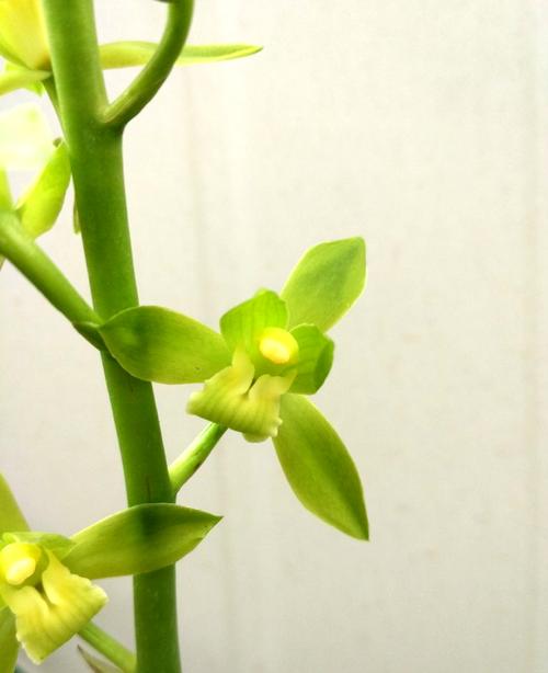 潮州素荷墨兰兰花盆栽建兰室内阳台花卉植物花卉