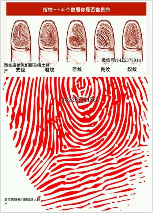 指纹有几个斗是富贵命,你是哪种呢
