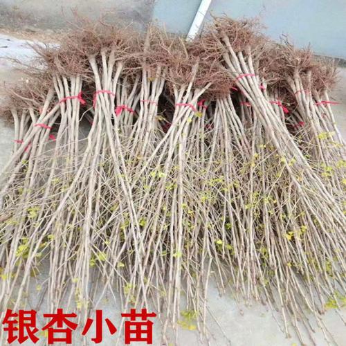 购客银杏树苗白果苗庭院园林绿化苗木行道树金叶银杏小苗南方北方种植