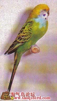 虎皮鹦鹉中可遇而不可求的珍品——半边种