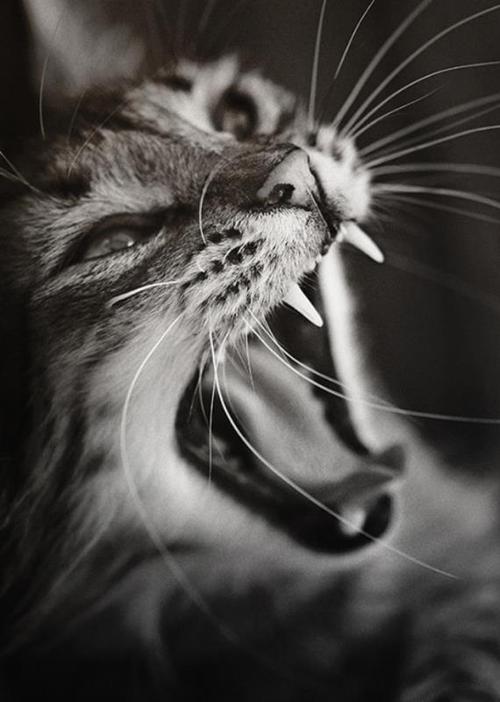 摄影技巧关于猫摄影的所有知识陈阅视觉