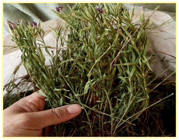 中药知识必学:瞿麦