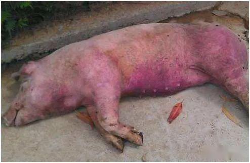 高热流感的具体症状:病猪持续高热,体温在41℃-42℃,个别的体温达43