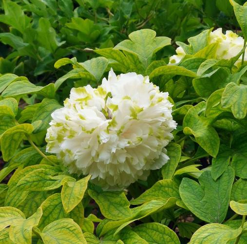 北京景山牡丹园一一牡丹花一一4一一{恒山}一一20200506