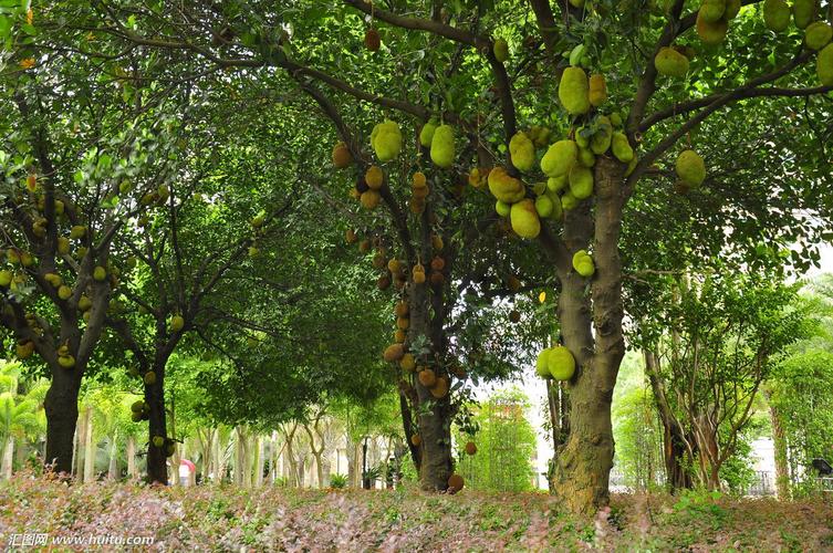 菠萝蜜大树菠萝南方水果,果实木菠萝树菠萝果树