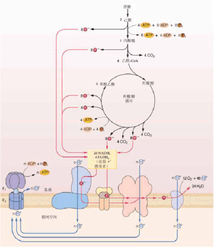 第三节 电子传递与氧化磷酸化