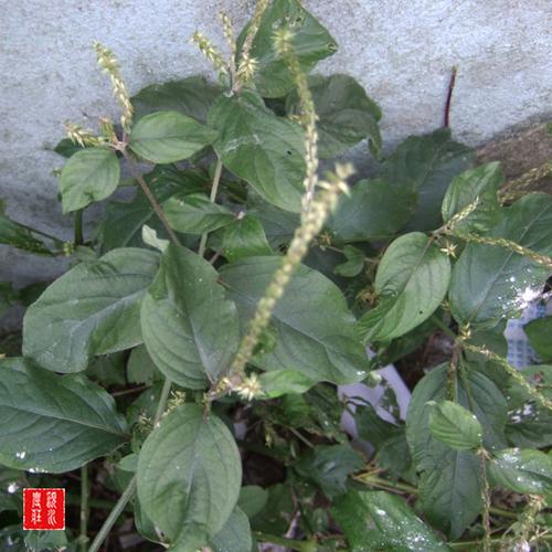 中草药正宗野生多须公新鲜华泽兰500g广东土牛膝大泽兰六月雪根