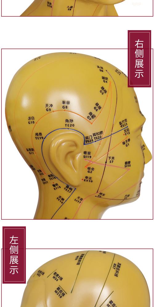 头部针灸带穴位模型中医用教学人体经络腧穴脸面部大号假人头摆件