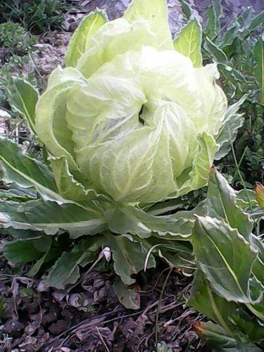 新疆特产天山雪莲花30克以上8年生野生雪莲滋补药材