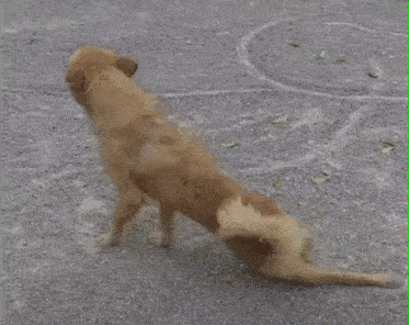 狗喜欢装瘸腿是什么意思|莽子|瘸腿|动物|斜眼