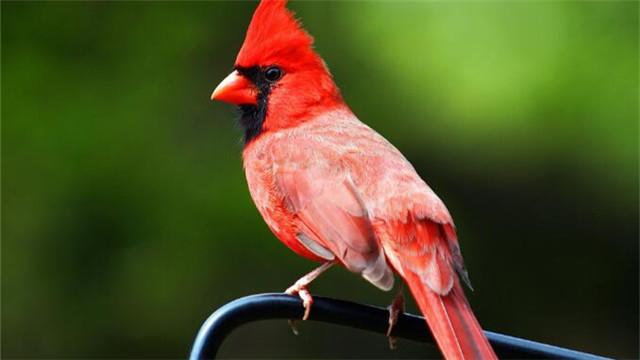 下面是四只报喜鸟,这四只报喜鸟也是各有各的特色,看上去也是非常的