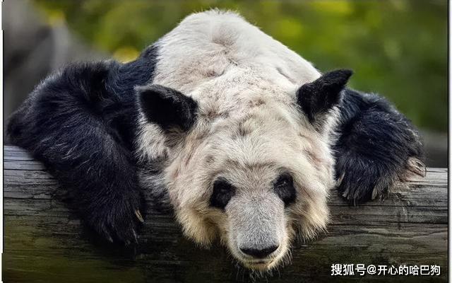 国宝大熊猫在美国遭"虐待"?骨瘦如柴,动物园却回应:自然老去