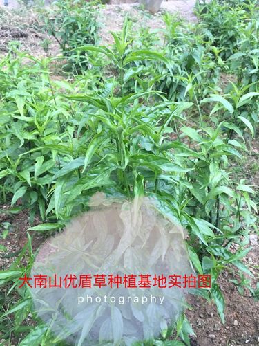 忧遁草新鲜叶子干叶嫩叶野生纯种小尖叶优盾草鳄嘴花黎王草茶花茶