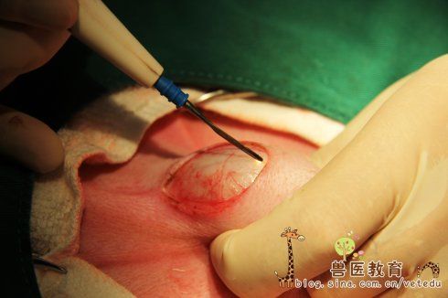 推荐被睾去势手术方法(尤其适用于大型犬)