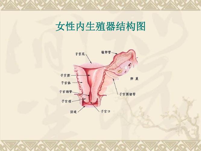 女性内生殖器结构图