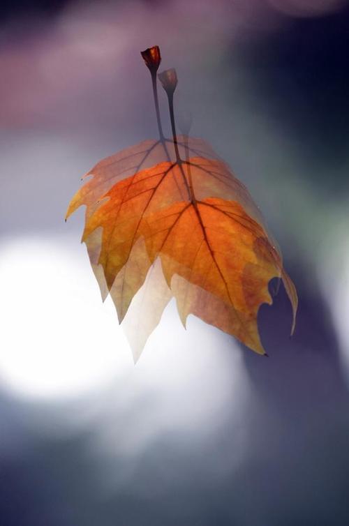 八月寂静,悄然知秋意|静美|落叶|秋水|花开|秋叶_网易