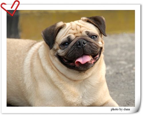 狗头狗脑,狗姿态