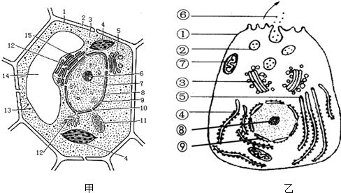 甲,乙两图分别是菠菜叶肉细胞和唾液腺的亚显微结构示意图,乙中⑥代表