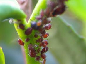 茶叶主要病虫害及防治