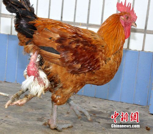 重庆现"三腿四脚"公鸡 专家称罕见(图)