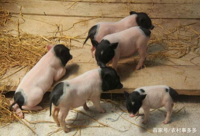 农村的"花姑娘"几乎不见,难道冤枉80后了?