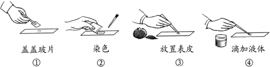 请据图回答: (2)②是盖盖玻片操作