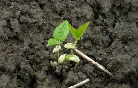 首页 蔬菜种植 豆角          豇豆春季栽培,一般土宽(包淘)1 5米一1