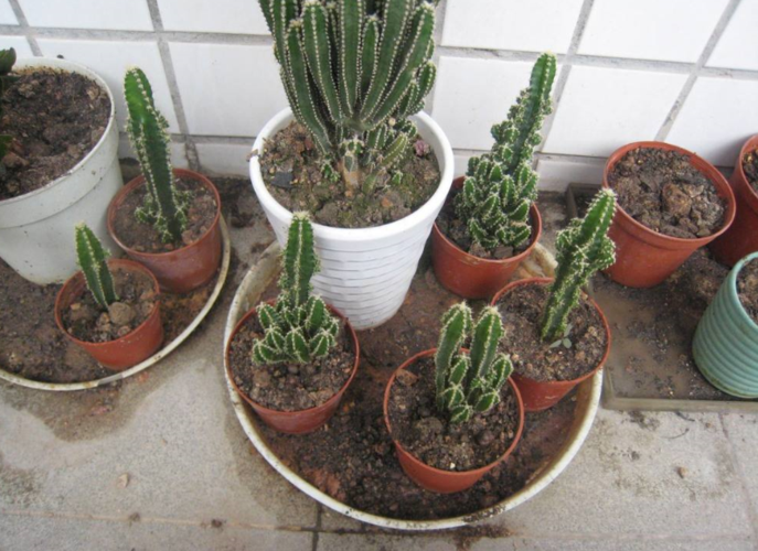 仙人柱多肉植物图片