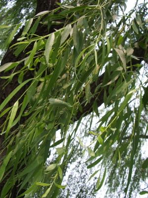 柳树的叶子是什么形状