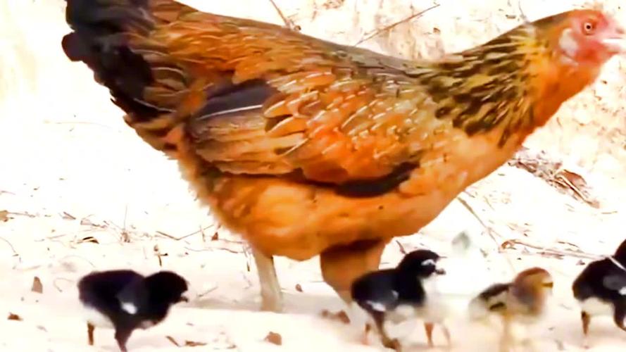 老鹰捉小鸡,母鸡为了保护幼崽,把老鹰啄得上蹿下跳