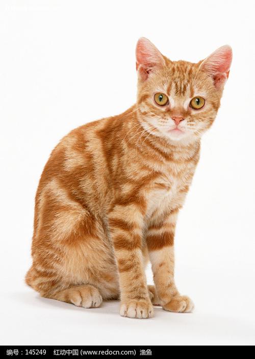 头朝右的小黄猫