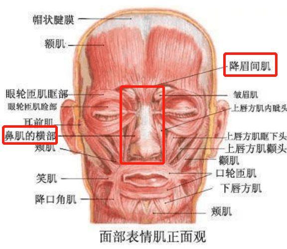 降眉肌和鼻肌的发力,会 带动提上唇鼻翼肌肉收缩,造成皱皱鼻的笑容.