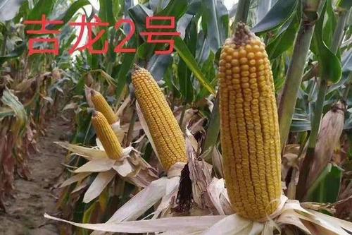 吉农玉719玉米简介种,吉农大355玉米种子 0/袋 吉农玉719玉米种子 大田