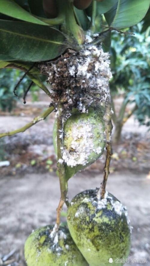 芒果这个是什么虫害?
