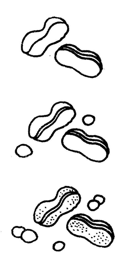 花生简笔画简单画法