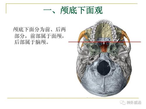 实用课件颅底的结构