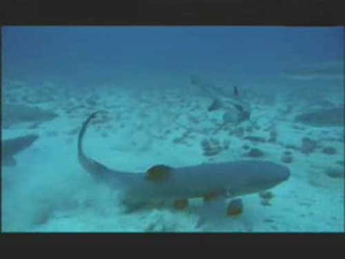 鲨鱼交配时相互缠绕 生殖器清晰可见(图)-搜狐it