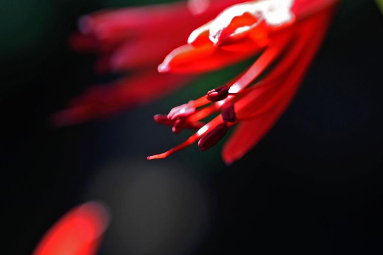 红色的彼岸花又称曼珠沙华