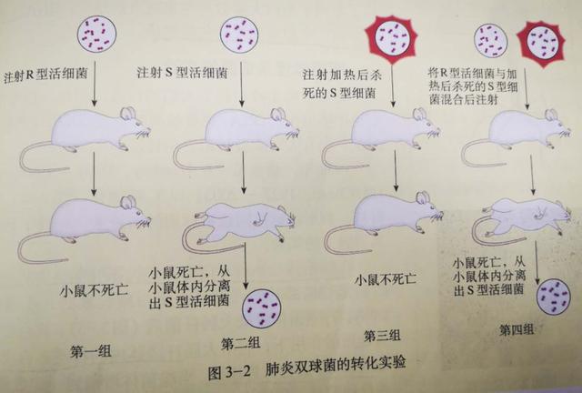 格里菲斯转化实验