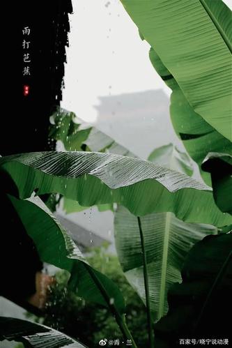 蝉鸣竹林,雨打芭蕉,再来一碗解暑汤