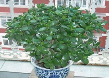 燕子掌燕子掌的养殖方法