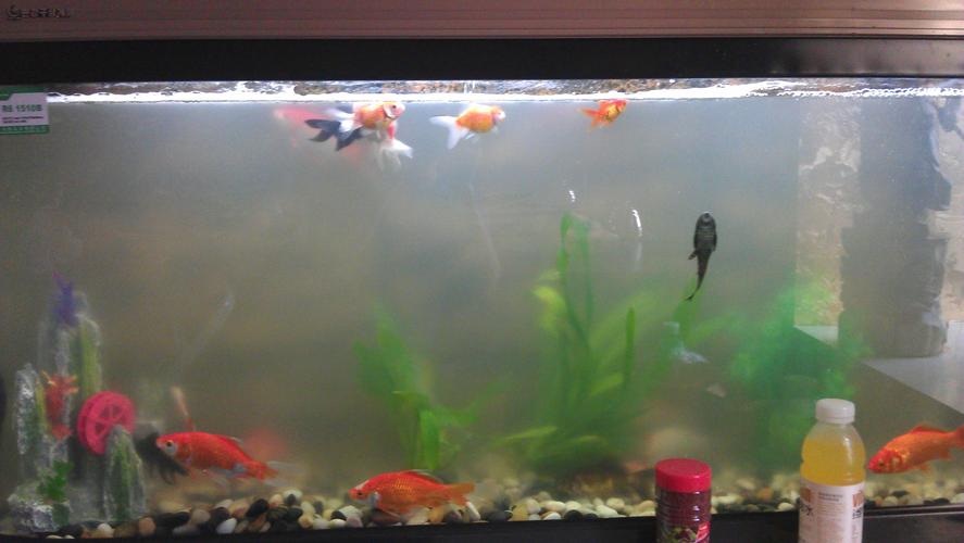 我家的鱼缸为什么水这么浑浊 第一天很干净 第二天就变的非常浑浊了