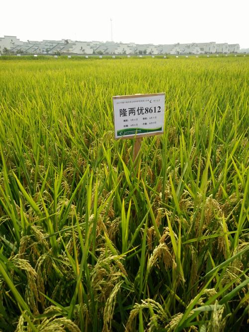 中国好味"稻"——隆两优8612