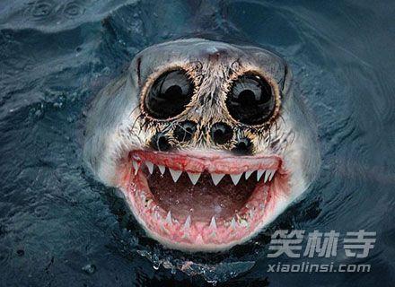 蜘蛛与鲨鱼的结合想想都令人毛骨悚然