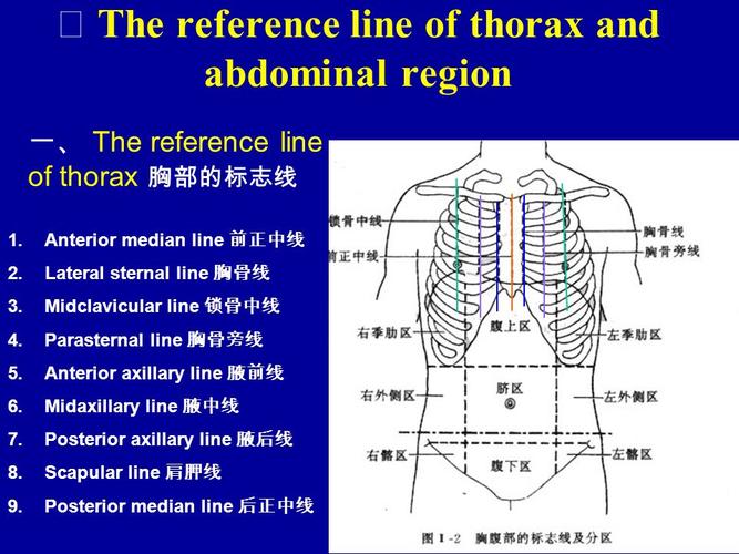 midclavicular line 锁骨中线 4.parasternal line 胸骨旁线 5.